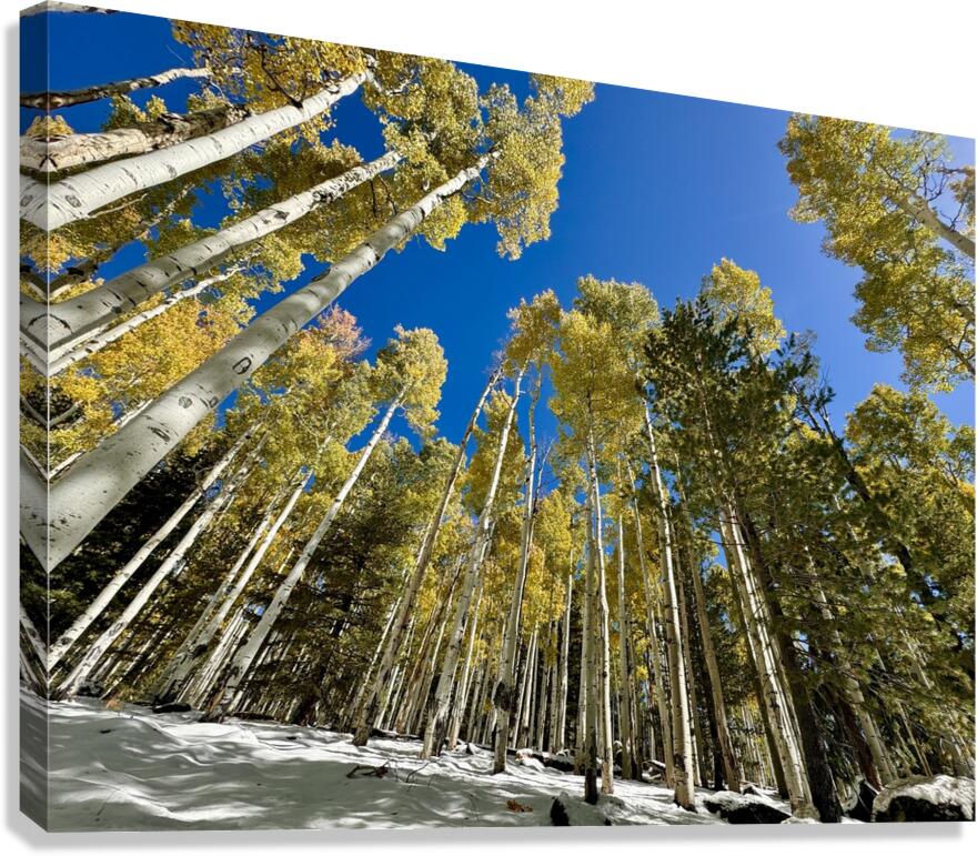 IMG 9874 Canvas Print