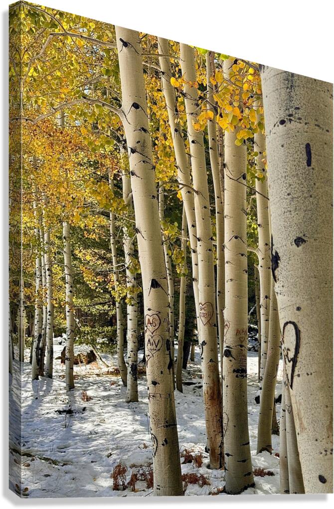 Aspens in Flagstaff -1 Canvas Print