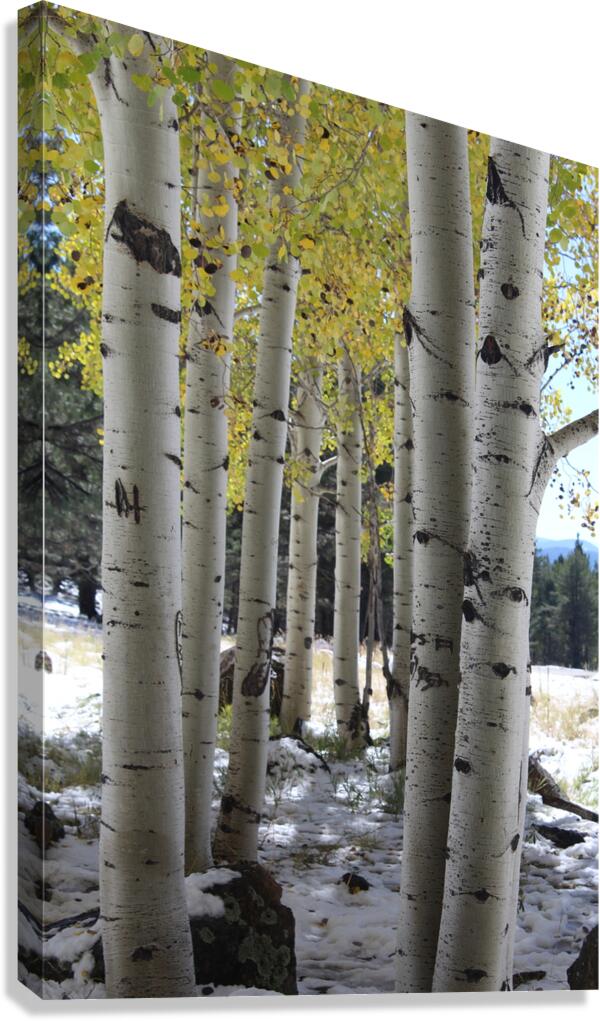 Aspens in Flagstaff Canvas Print