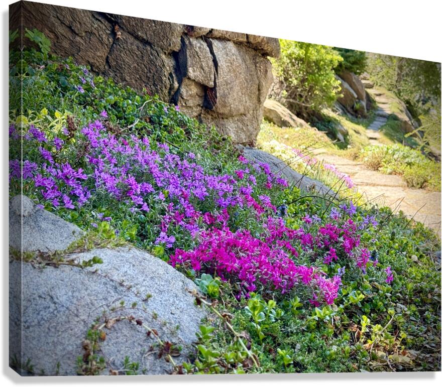 Spring flowers in Ohme Gardens Canvas Print