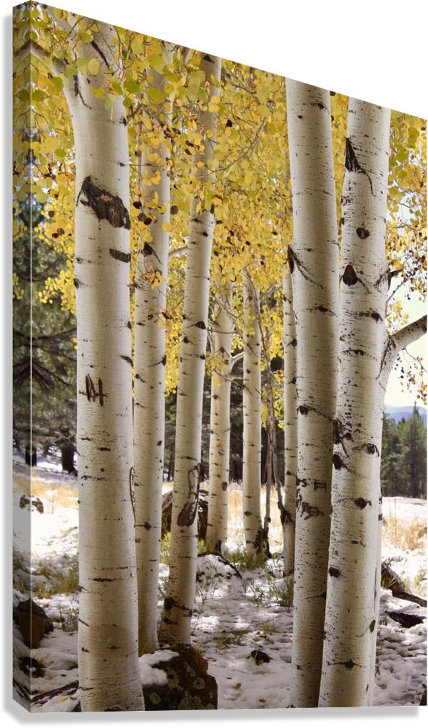 IMG 4712 Canvas Print