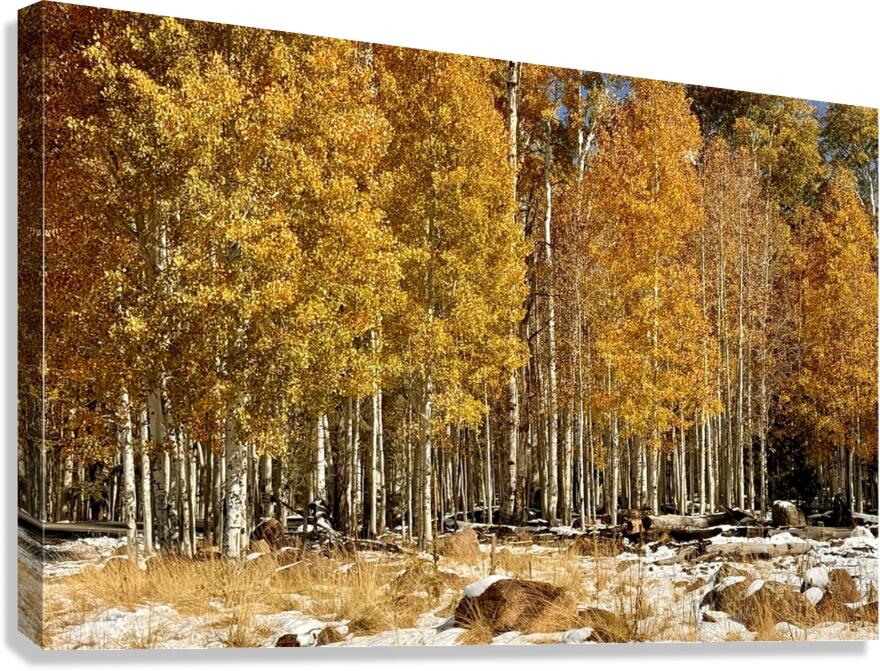 IMG 9899 Canvas Print