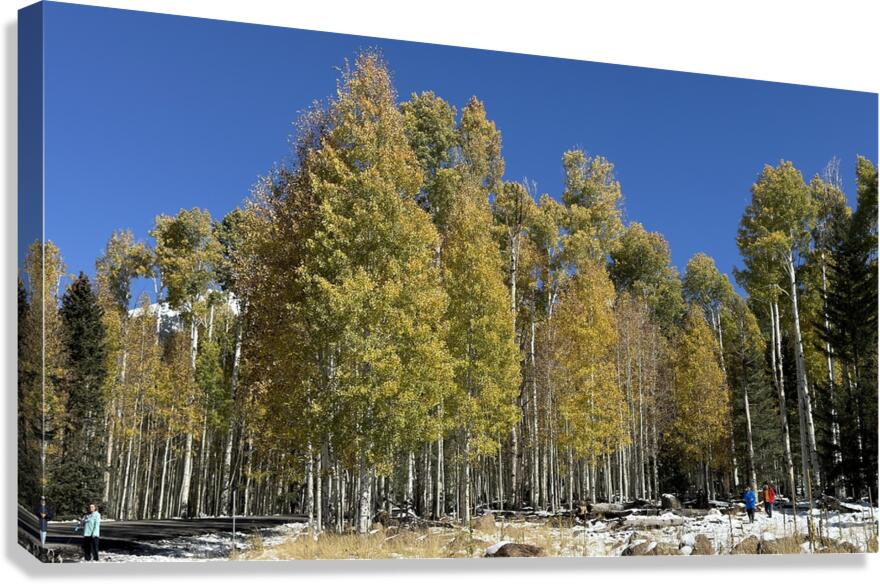 IMG 9898 Canvas Print