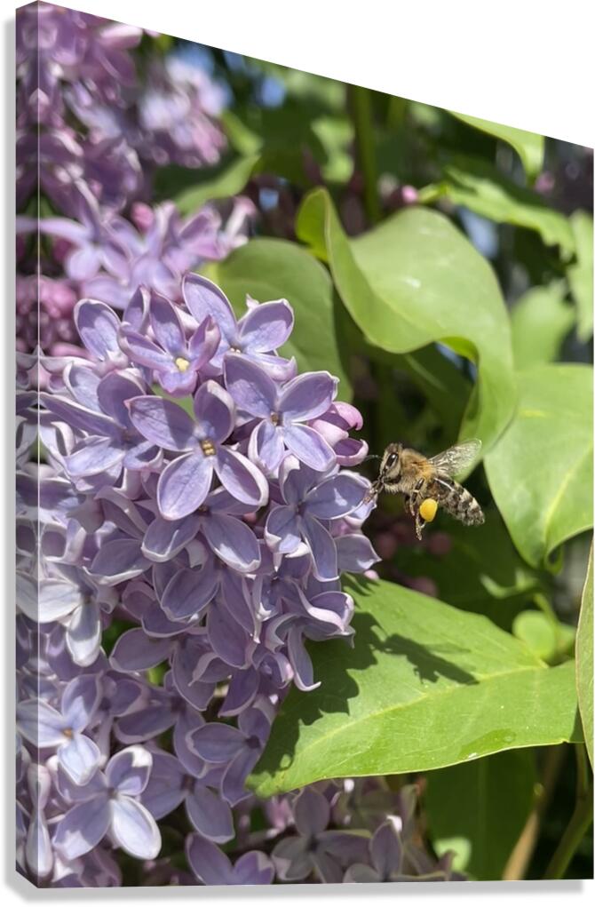 Saving the World Canvas Print