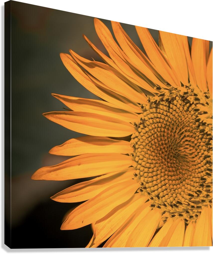 Close up Sunflower Canvas Print
