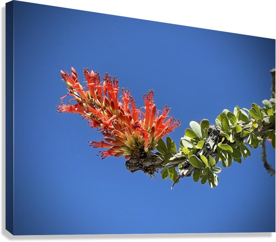 Ocotillo Bloom Canvas Print
