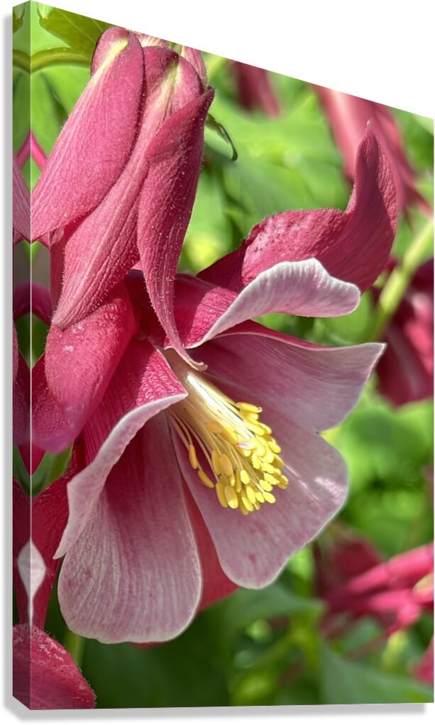Columbine Bloom Canvas Print