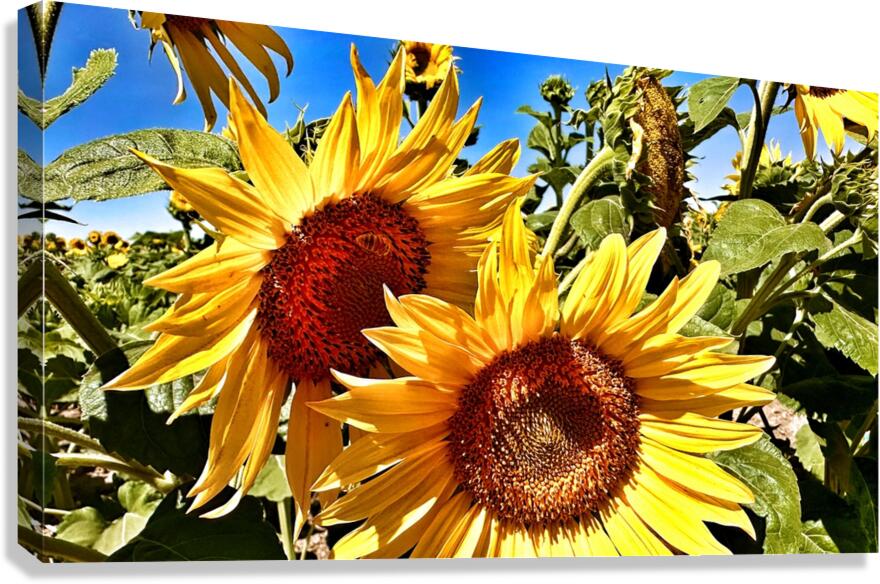 Sunflower Drama Canvas Print