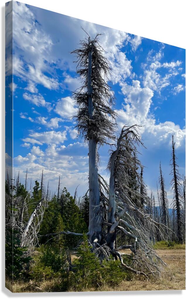 Forest of the dead Canvas Print