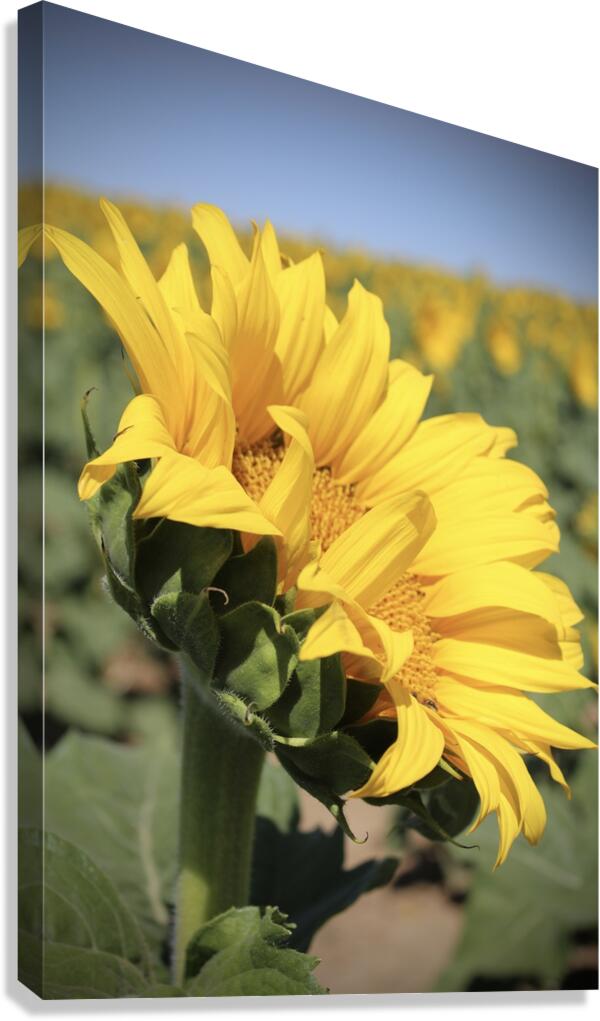 This is my best side Canvas Print