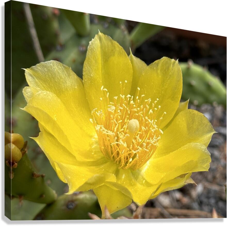 Prickly Pear Bloom -2 Canvas Print