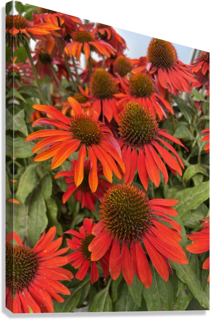 Coneflower Canvas Print