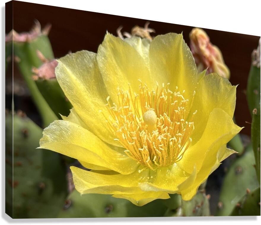 Prickly Pear Bloom -1 Canvas Print
