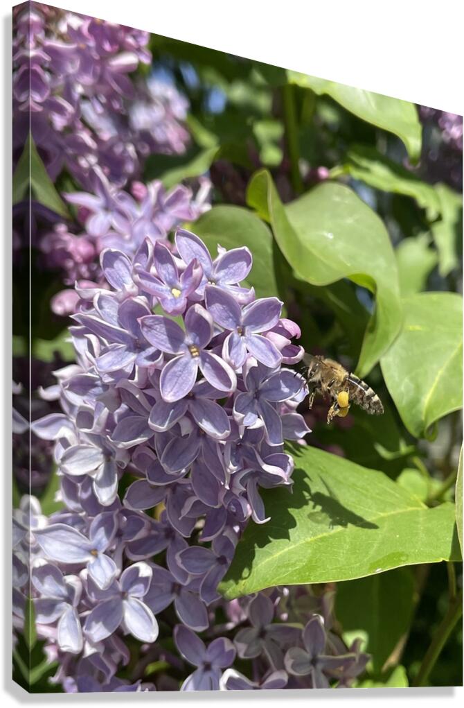 Bee-live  Canvas Print