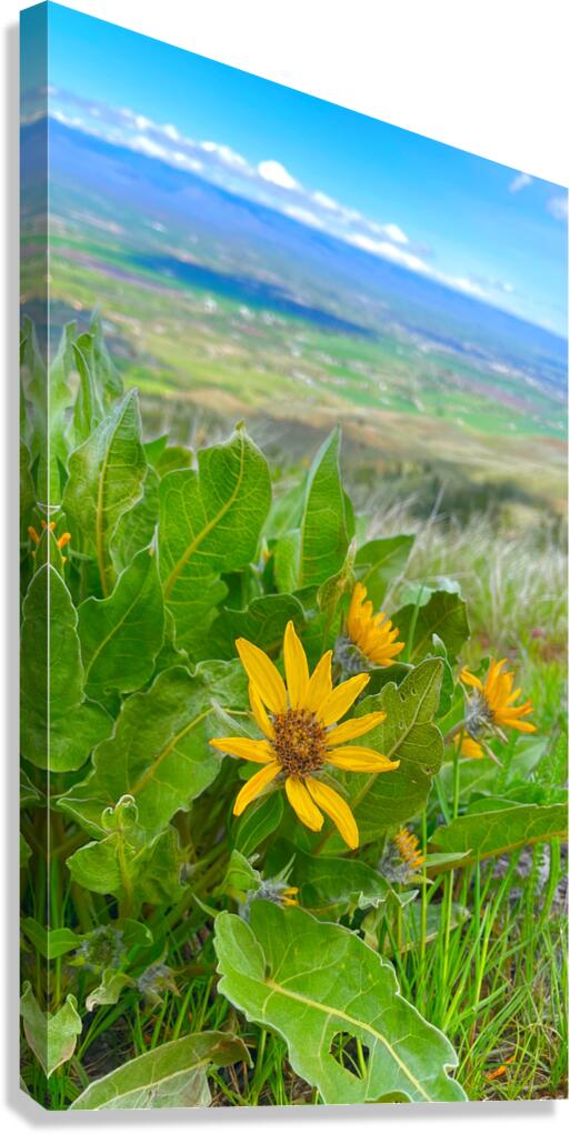 Balsam Root featuring the Kittitas Valley backround Canvas Print