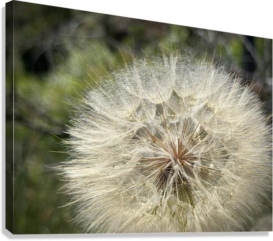 Dandelion Head Canvas Print