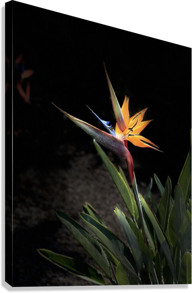 Bird of Paradise Canvas Print