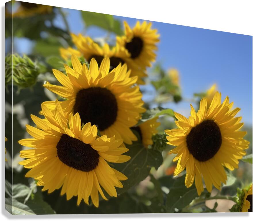 Happy Sunflowers Canvas Print