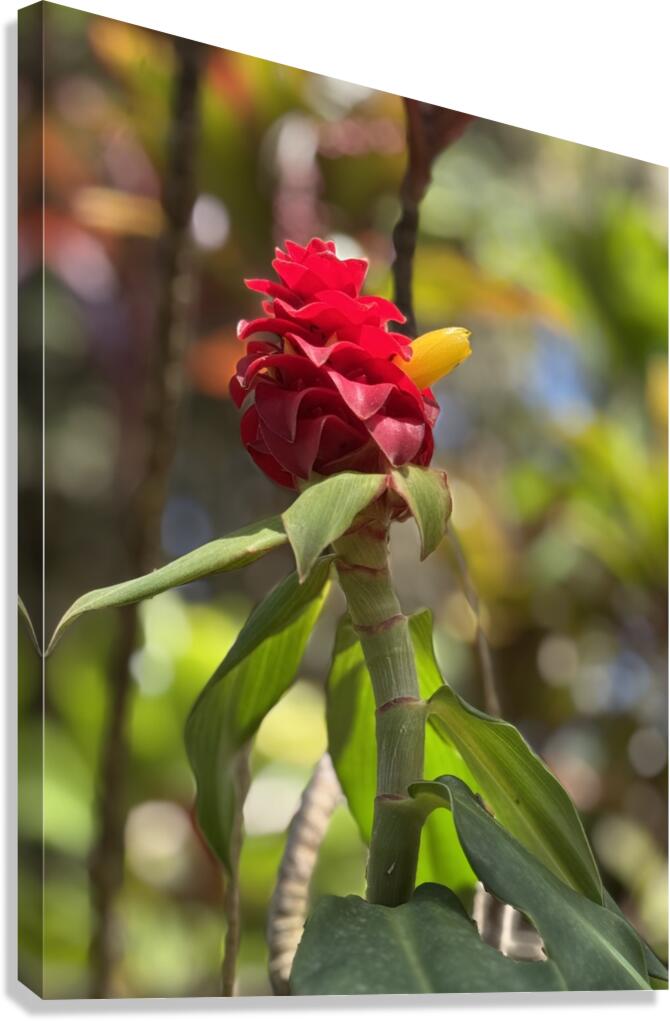 Spiral Ginger Canvas Print