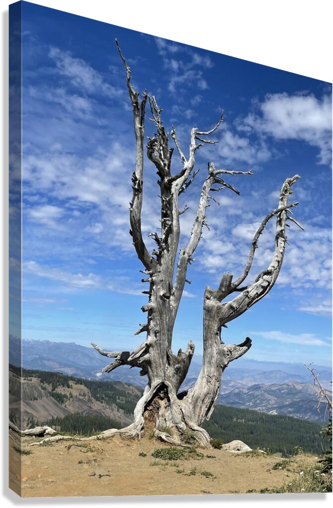 Tree overlooking Wenatchee Canvas Print