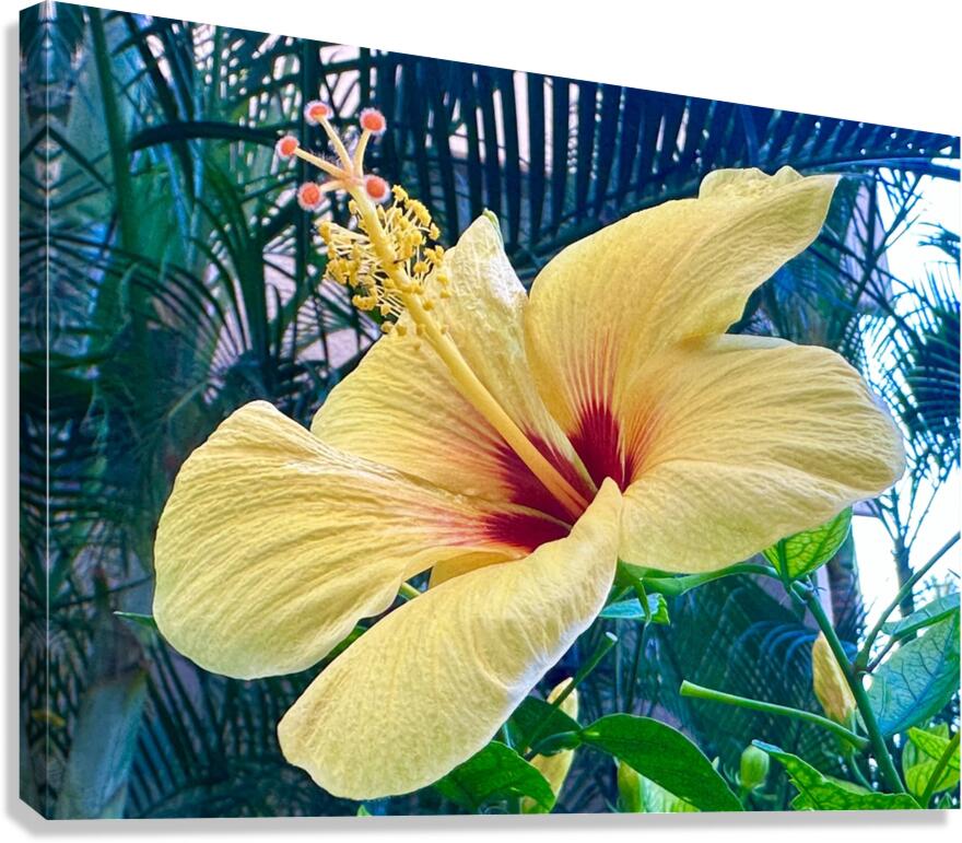 Yellow Hibiscus Canvas Print