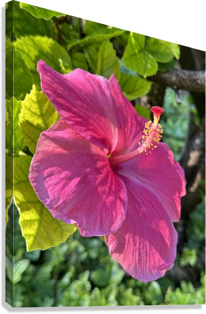 Pink Hibiscus Canvas Print