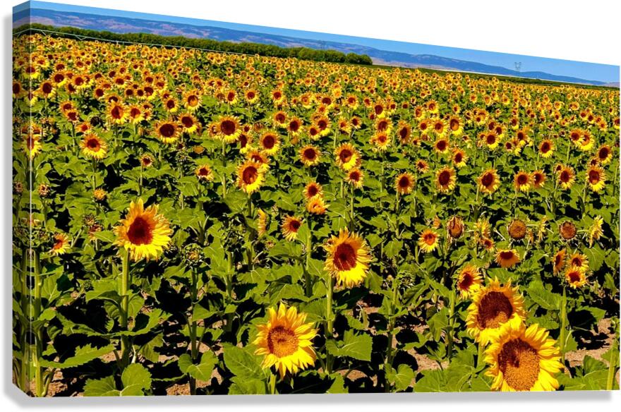 The Sunflower Sea Canvas Print