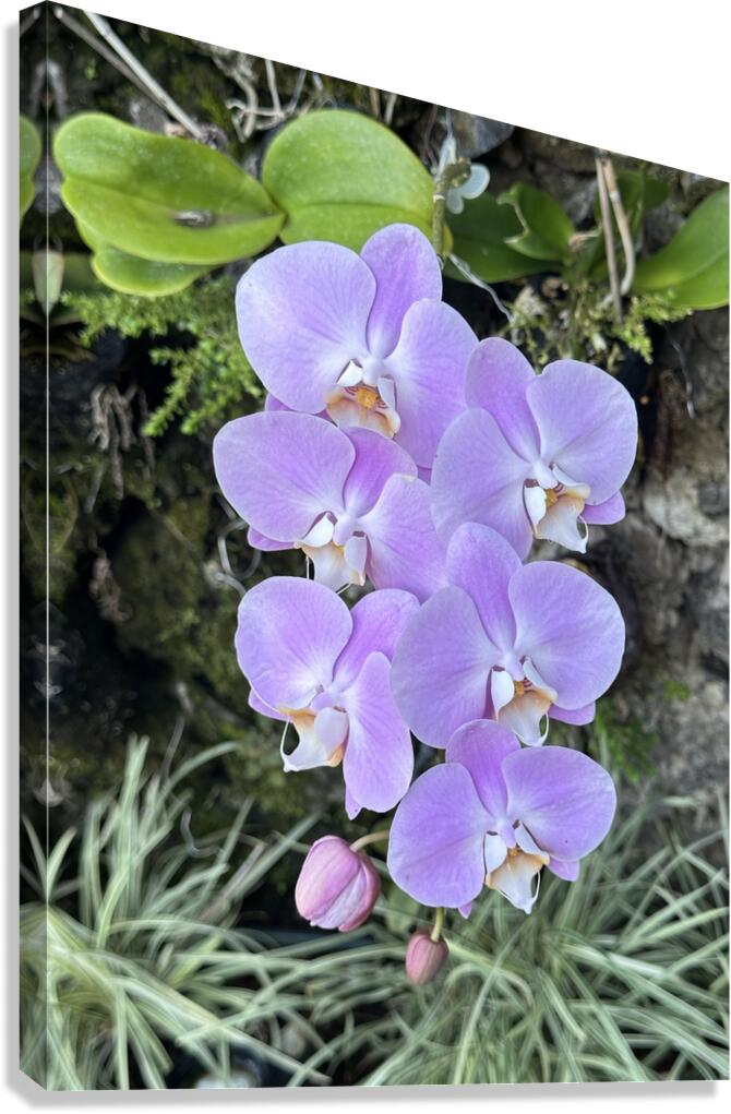 Orchid Canvas Print