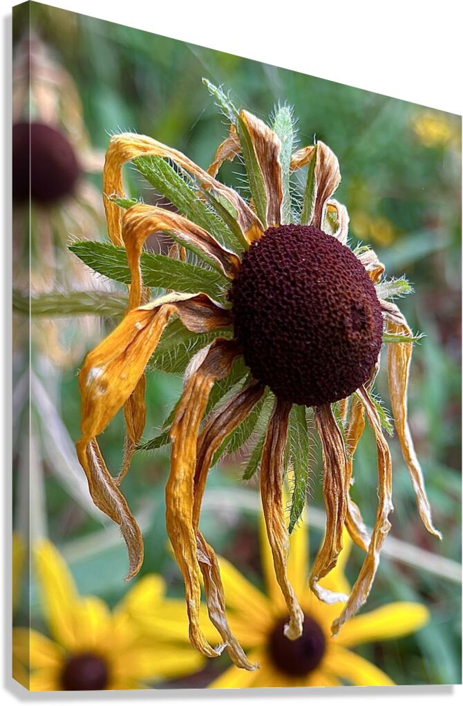 Time Served Canvas Print