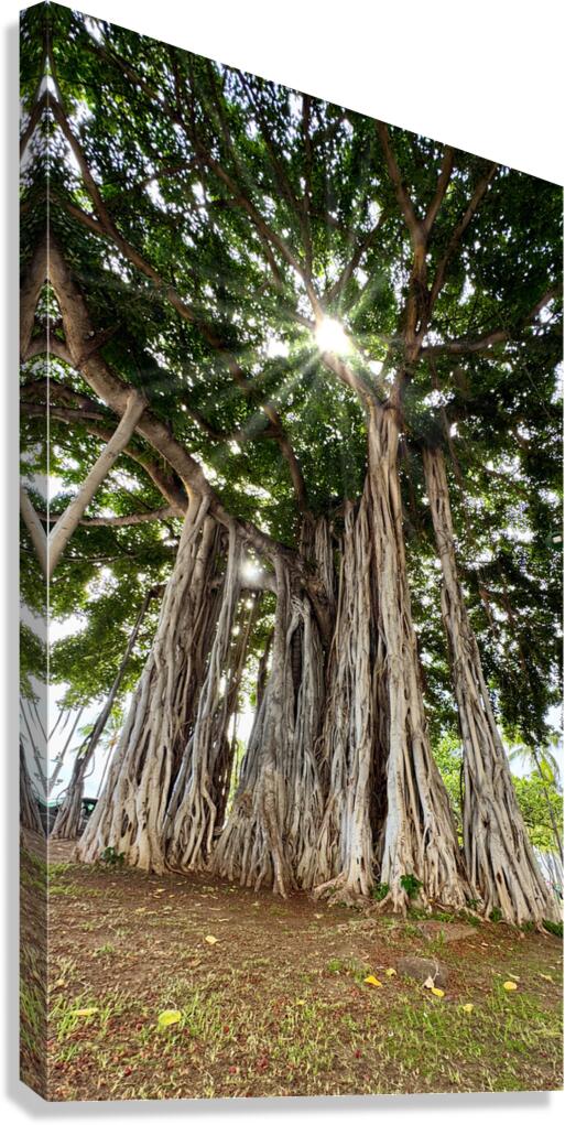 Banyan Tree Canvas Print
