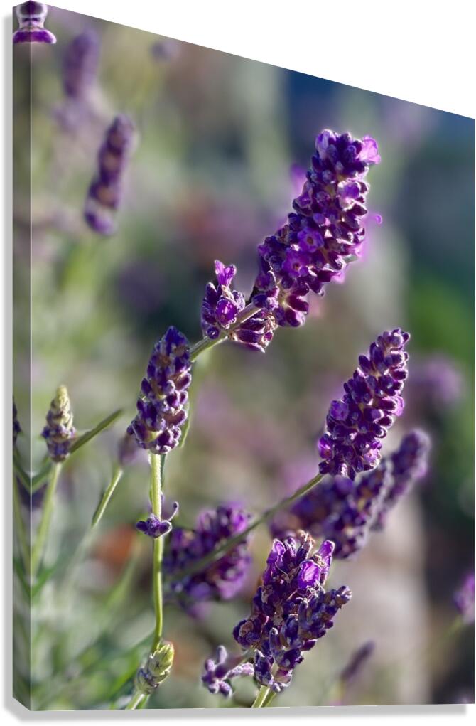Lavender  Canvas Print