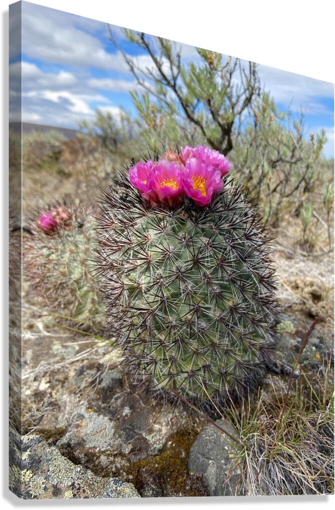 Barrel Cactus Canvas Print