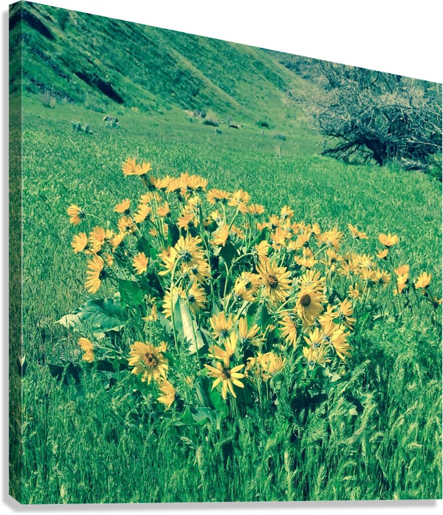 Balsam Root Canvas Print