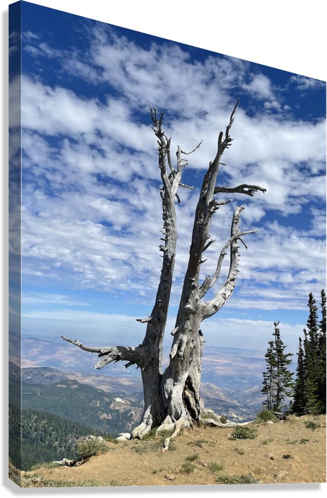 Wentachee Overlook - color Canvas Print