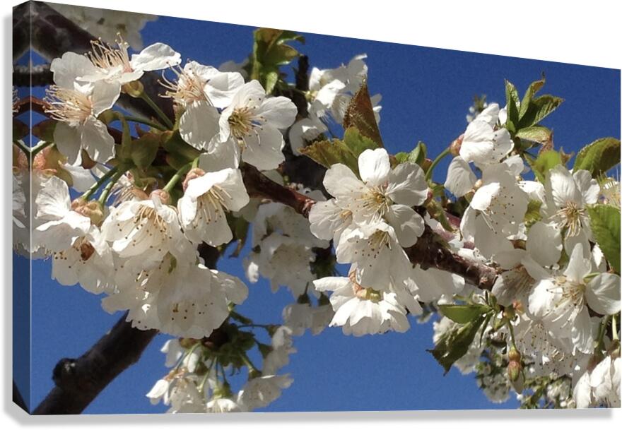 White Cherry Blossoms  -1 Canvas Print