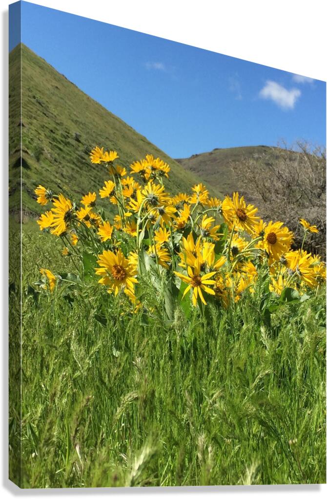 Balsam Root Wildflowers Canvas Print