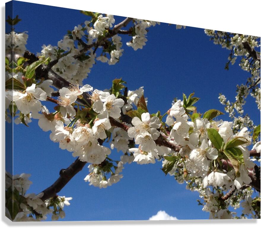 White Cherry Blossom -2 Canvas Print