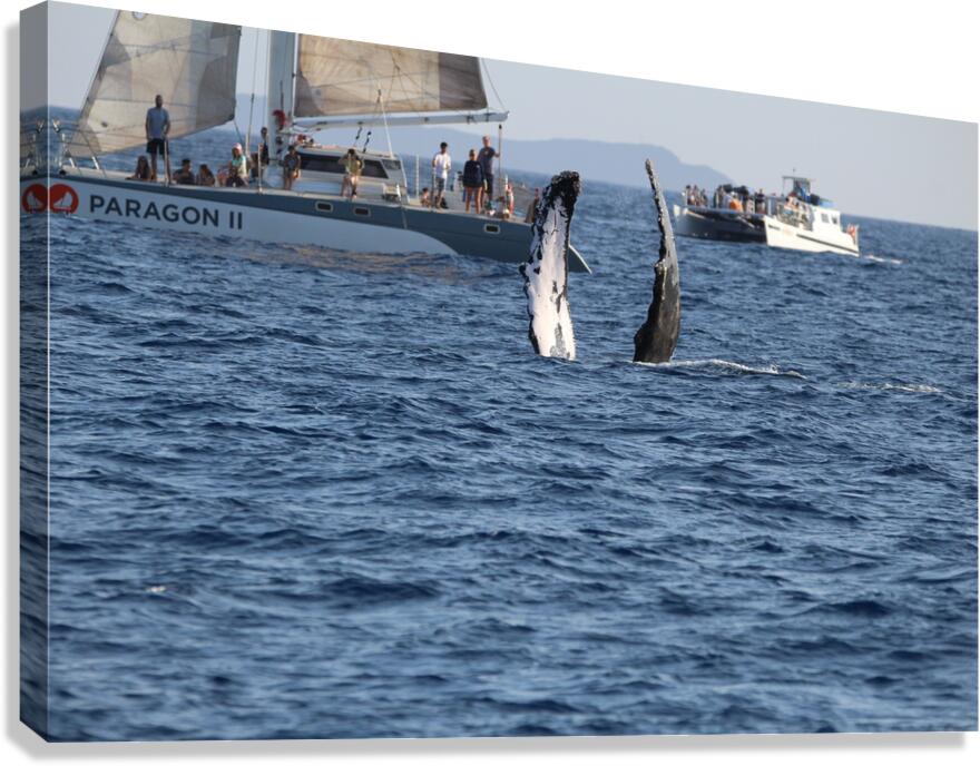 IMG 3367 Canvas Print