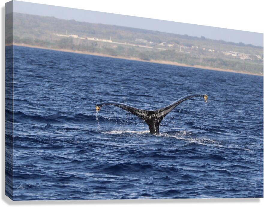 IMG 3379 Canvas Print