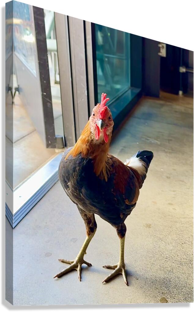 Hello can I help you  Canvas Print