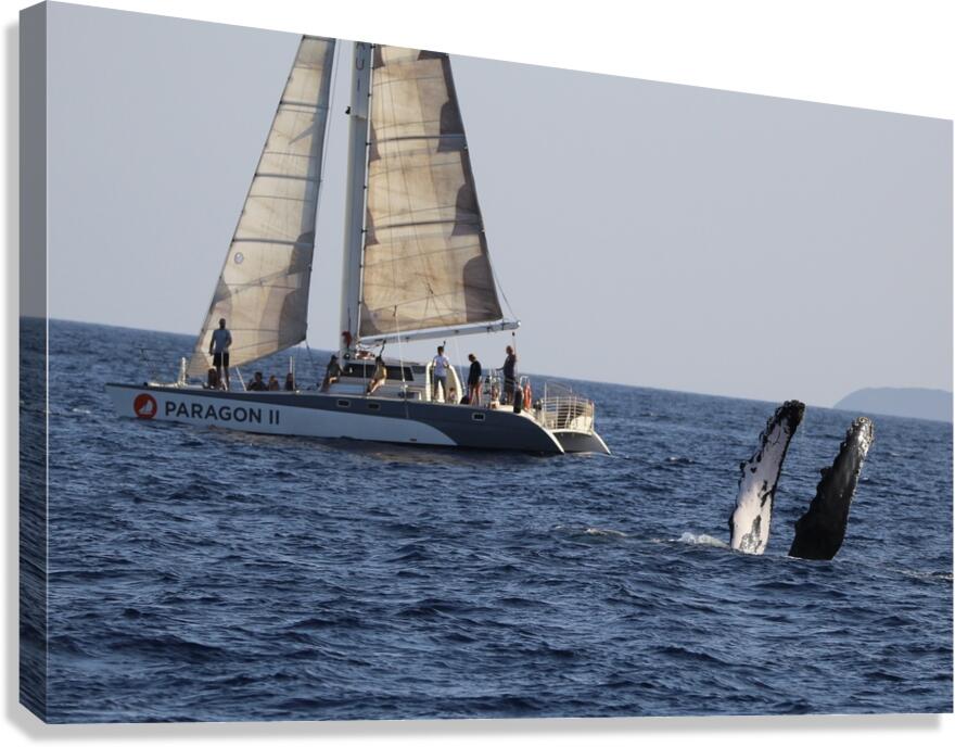 IMG 3370 Canvas Print