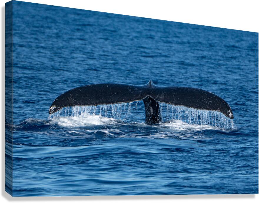 DSC09148 Canvas Print