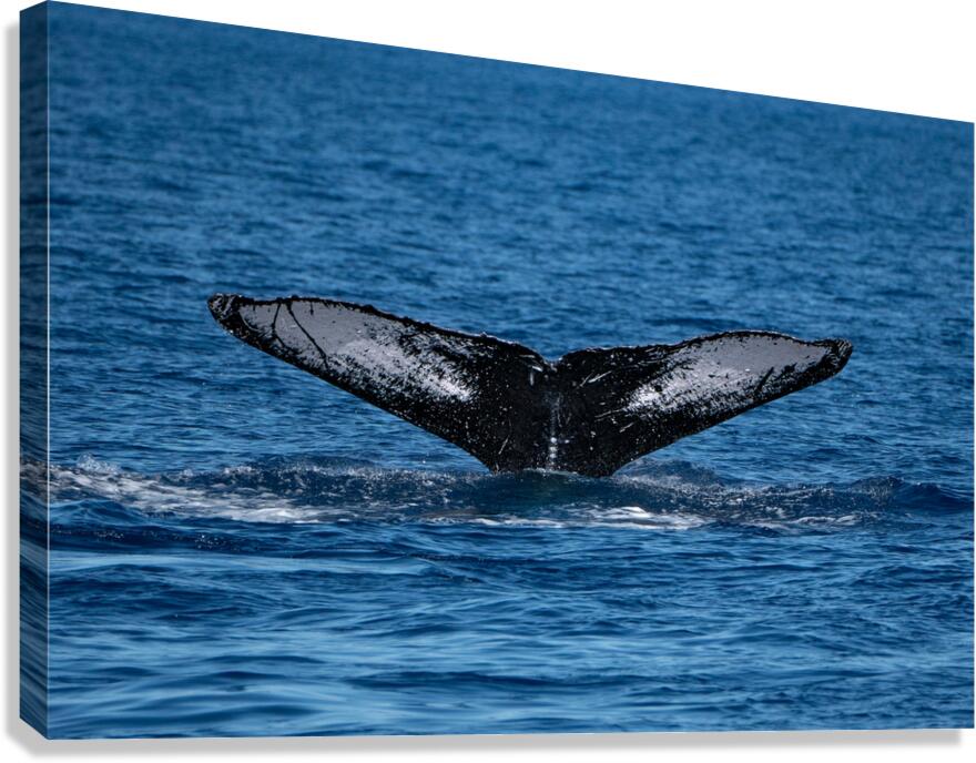 DSC09153 Canvas Print