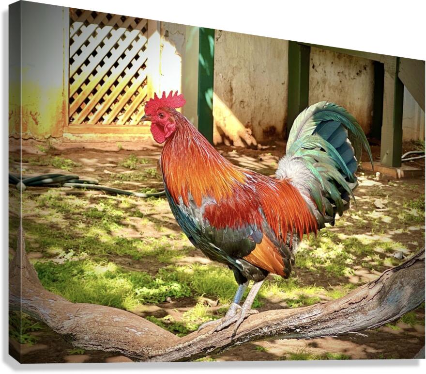 Maui Rooster Canvas Print