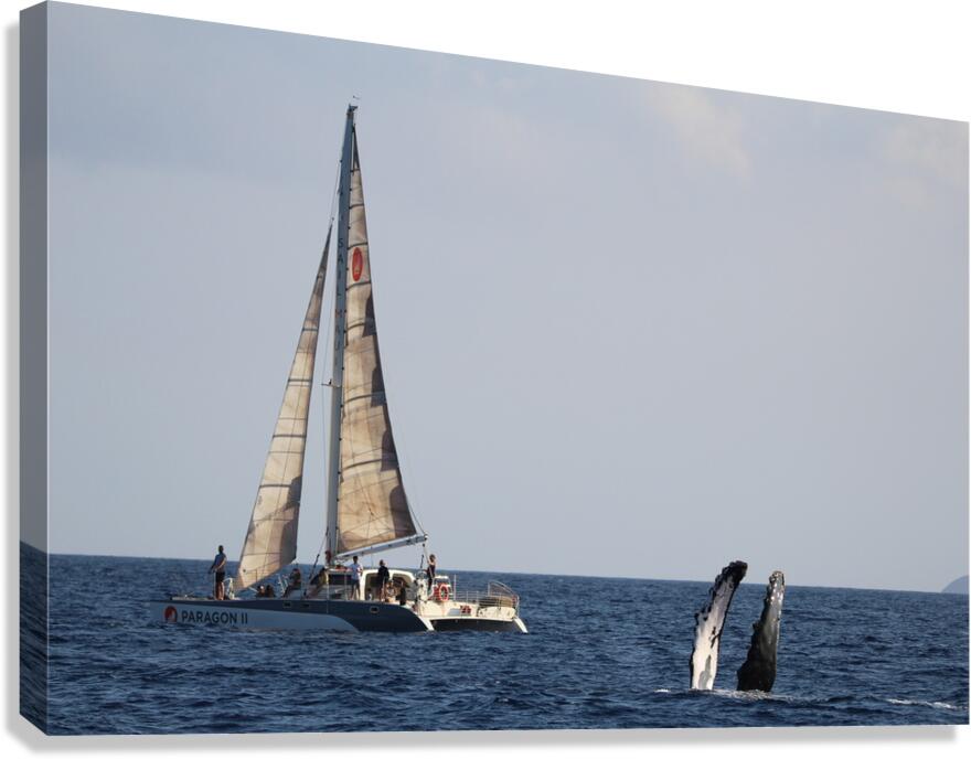 IMG 3371 Canvas Print