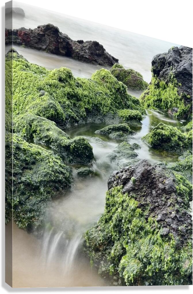 IMG 0839 Canvas Print