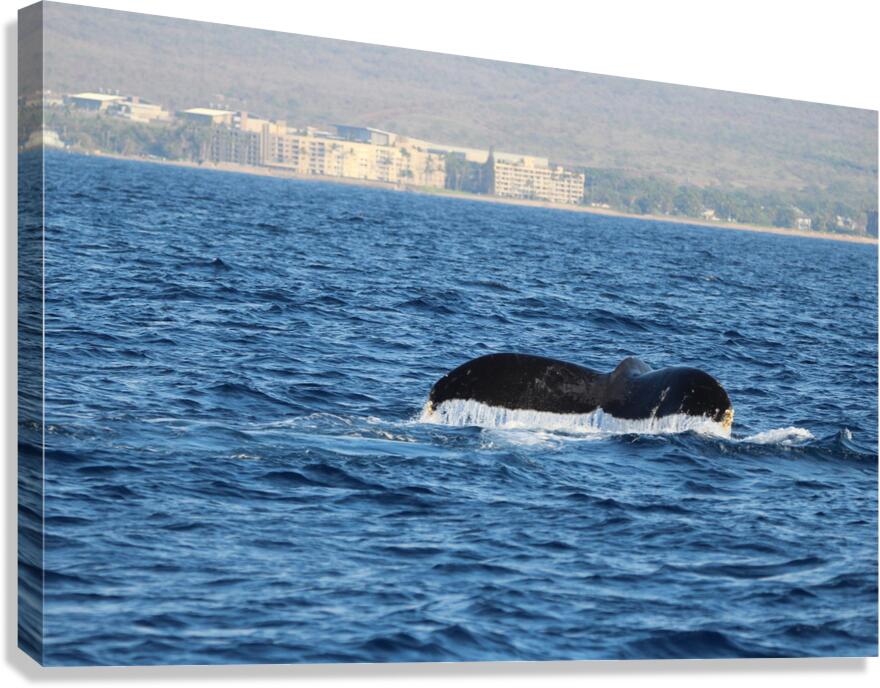 IMG 3391 Canvas Print