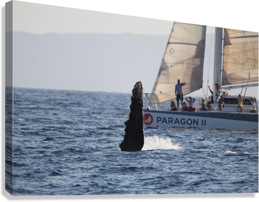 IMG 3364 Canvas Print