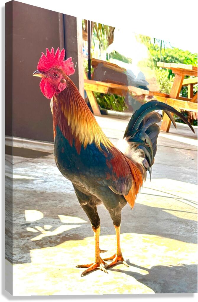 IMG 1103 Copy Canvas Print