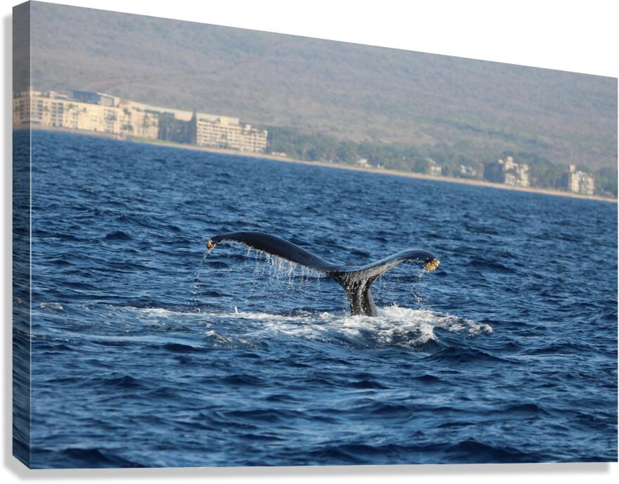 IMG 3392 Canvas Print